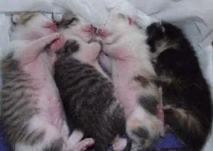 Gato raça  idade 2 a 6 meses nome Gatinhos