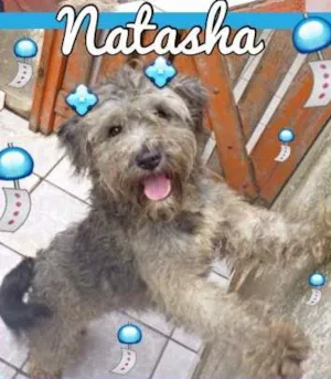 Cachorro raça SRD idade 2 anos nome NATASHA
