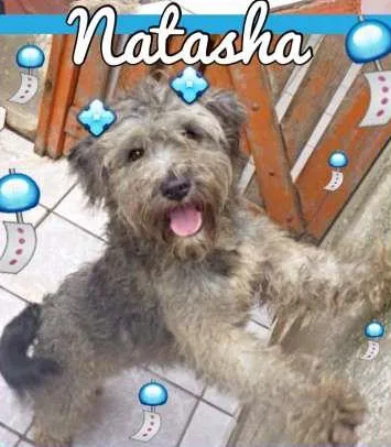 Cachorro ra a SRD idade 2 anos nome NATASHA