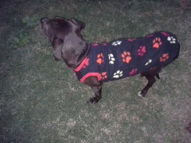 Cachorro ra a SRD idade 4 anos nome Menina