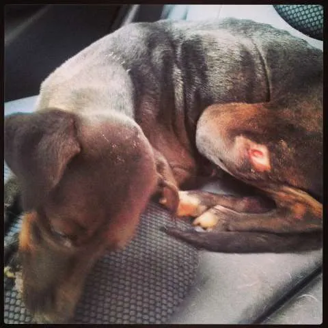 Cachorro ra a SRD idade 4 anos nome Menina