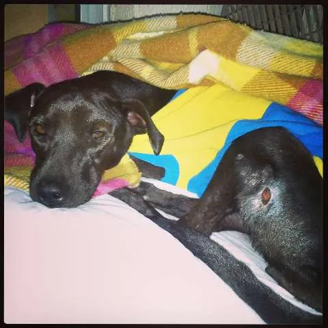 Cachorro ra a SRD idade 4 anos nome Menina