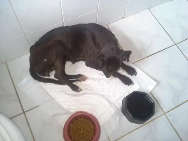 Cachorro ra a SRD idade 4 anos nome Menina