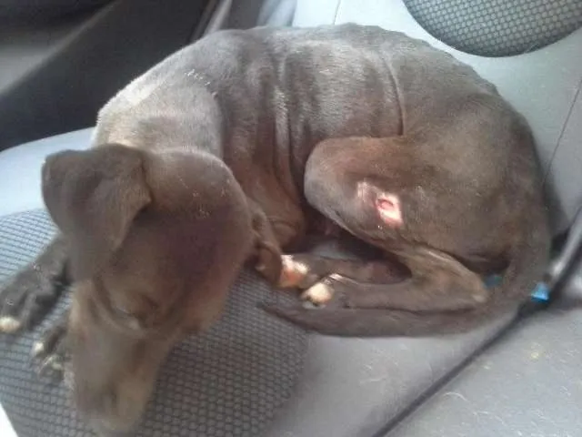 Cachorro ra a SRD idade 4 anos nome Menina