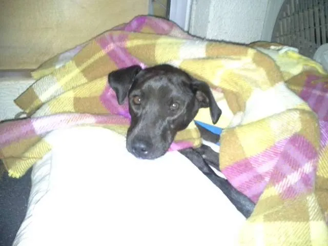 Cachorro ra a SRD idade 4 anos nome Menina
