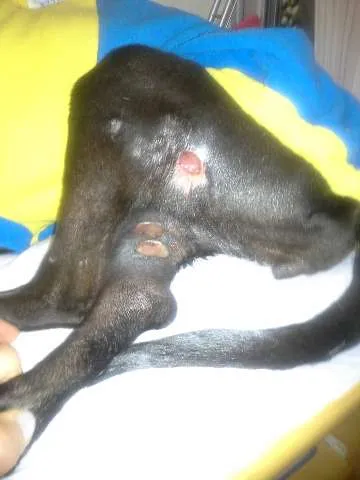 Cachorro ra a SRD idade 4 anos nome Menina