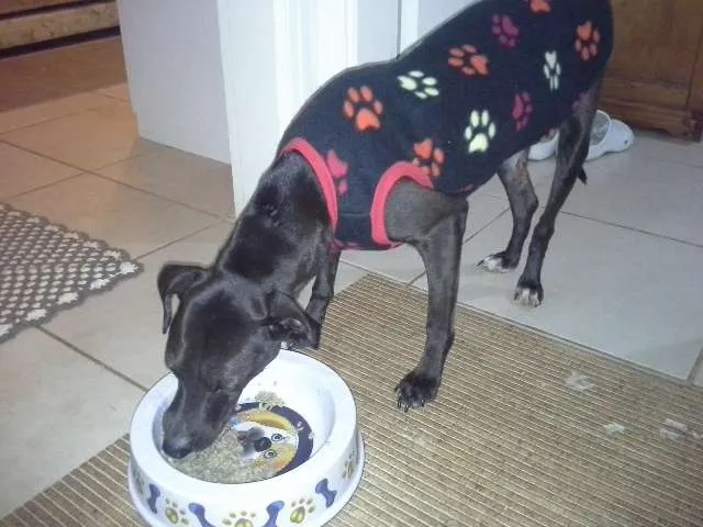 Cachorro ra a SRD idade 4 anos nome Menina
