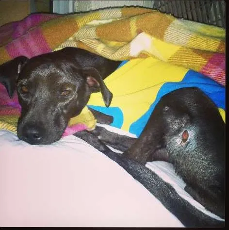 Cachorro ra a SRD idade 4 anos nome Menina