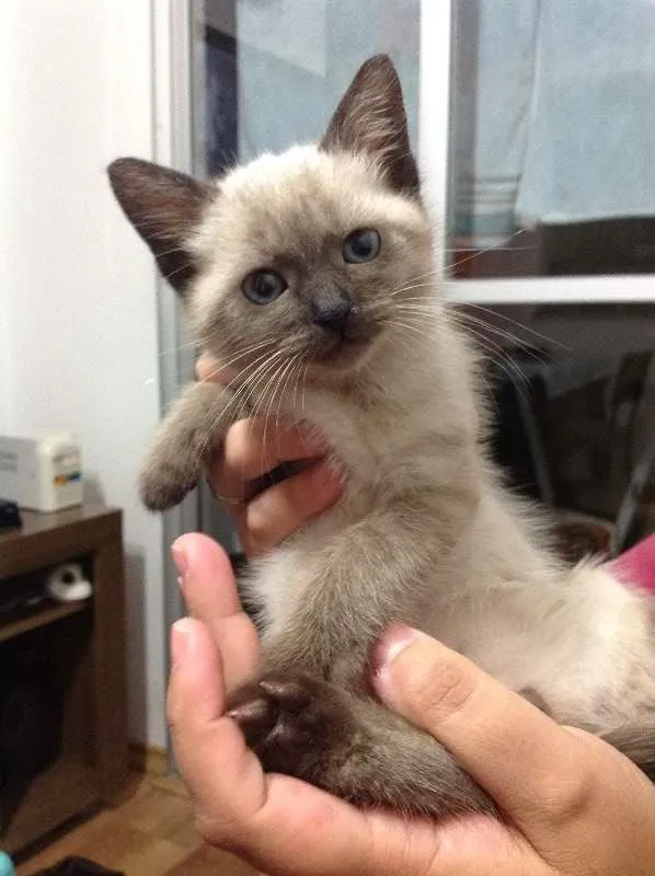 Gato ra a SRD idade Abaixo de 2 meses nome Sem Nome