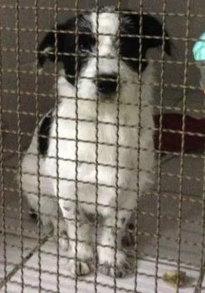 Cachorro raça SRD idade 2 a 6 meses nome Lola
