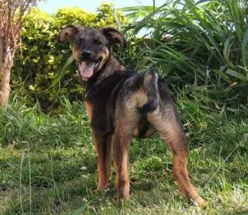 Cachorro ra a SRD idade 2 a 6 meses nome Bono