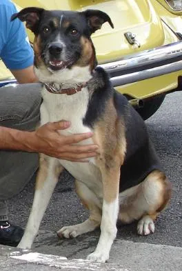 Cachorro raça SRD idade 6 ou mais anos nome Scott GRATIFICA