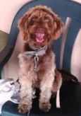 MEG