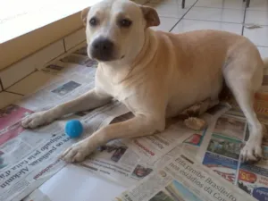 Cachorro raça MESTIÇA PITBULL idade 1 ano nome MANU