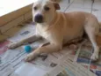MANU