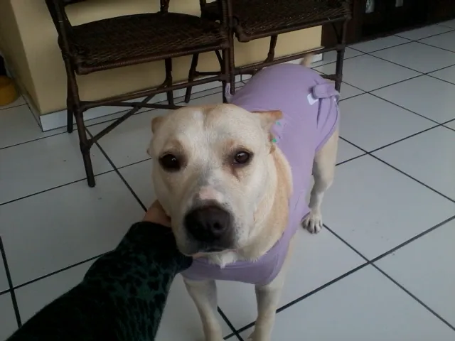 Cachorro ra a MESTIÇA PITBULL idade 1 ano nome MANU