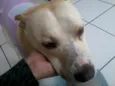 MANU