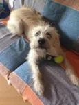 Simba
