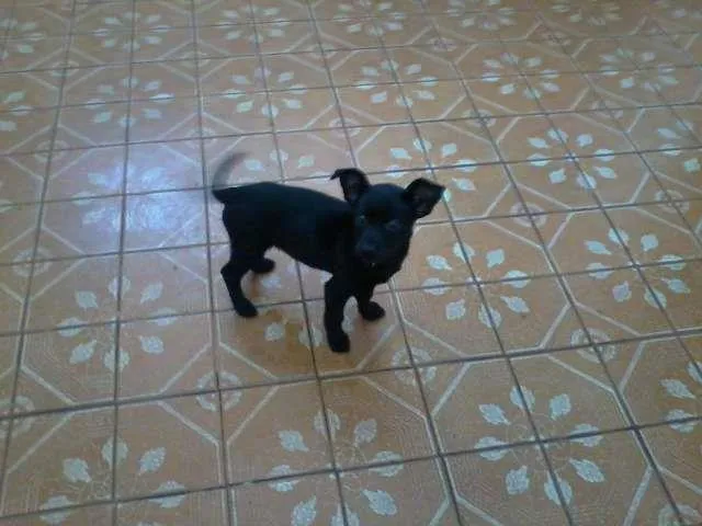 Cachorro ra a SRD idade Abaixo de 2 meses nome Fumin