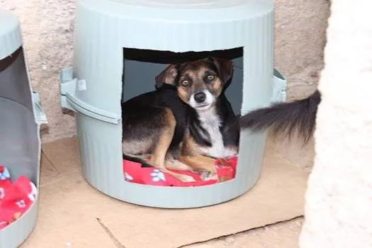 Cachorro ra a SRD idade 1 ano nome Samantha