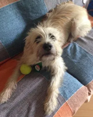 Cachorro raça Vira-lata idade 2 anos nome Simba