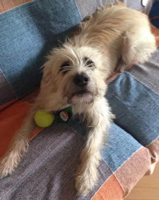 Cachorro ra a Vira-lata idade 2 anos nome Simba