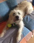 Simba
