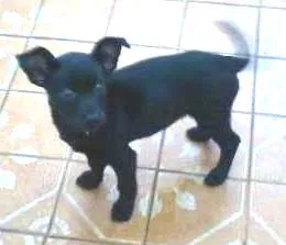 Cachorro ra a SRD idade Abaixo de 2 meses nome Fumin
