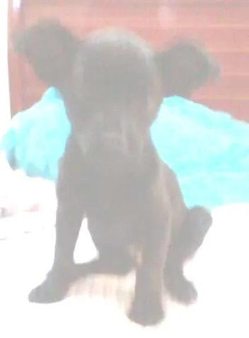 Cachorro ra a SRD idade Abaixo de 2 meses nome Fumin