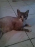 Mamãe cinza