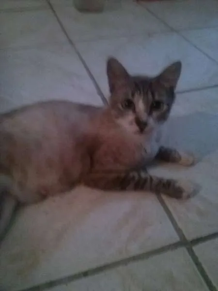 Gato ra a SRD idade 1 ano nome Mamãe cinza