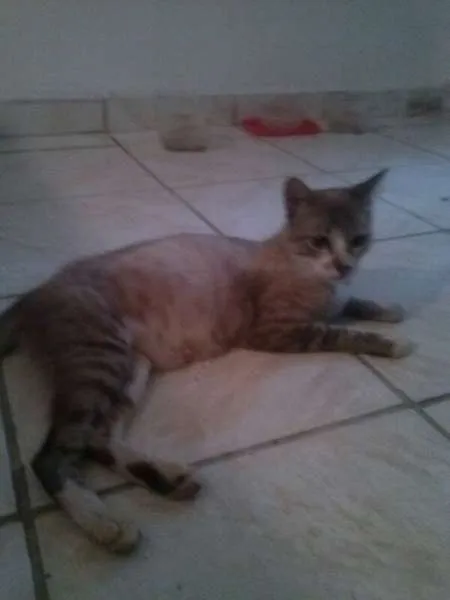 Gato ra a SRD idade 1 ano nome Mamãe cinza