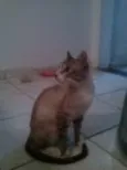 Mamãe cinza