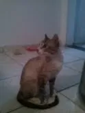 Gato ra a SRD idade 1 ano nome Mamãe cinza