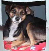 Cachorro ra a SRD idade 1 ano nome Samantha