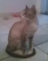 Mamãe cinza