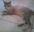 Mamãe cinza