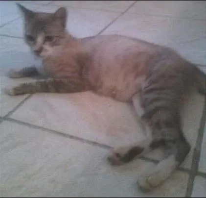 Gato ra a SRD idade 1 ano nome Mamãe cinza