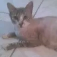 Mamãe cinza