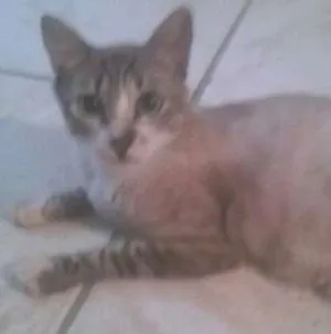 Gato raça SRD idade 1 ano nome Mamãe cinza