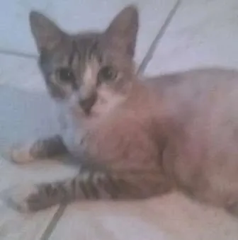 Gato ra a SRD idade 1 ano nome Mamãe cinza