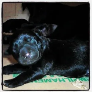 Cachorro raça VL idade Abaixo de 2 meses nome Não tem nome ainda