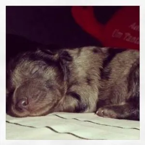 Cachorro raça VL idade Abaixo de 2 meses nome Ainda não tem nome