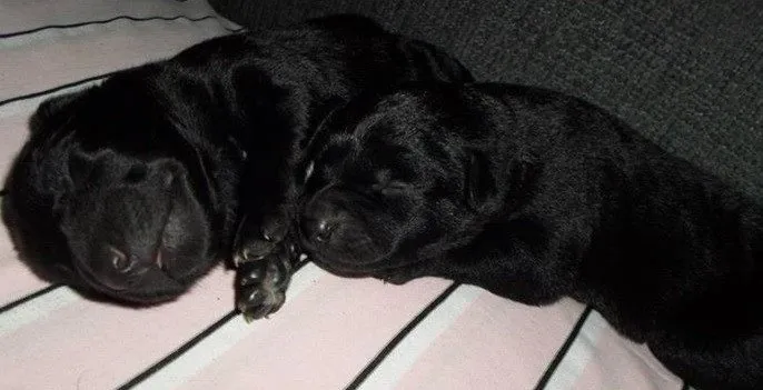 Cachorro raça VL idade Abaixo de 2 meses nome Sem nome