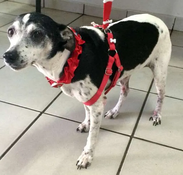 Cachorro ra a Fox Paulistinha idade  nome Encontrada
