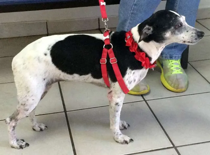 Cachorro ra a Fox Paulistinha idade  nome Encontrada