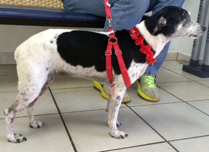 Cachorro ra a Fox Paulistinha idade  nome Encontrada
