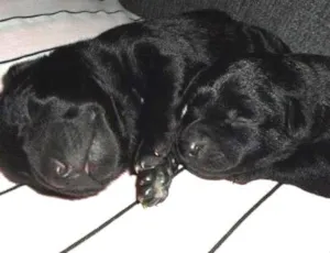 Cachorro raça VL idade Abaixo de 2 meses nome Sem nome