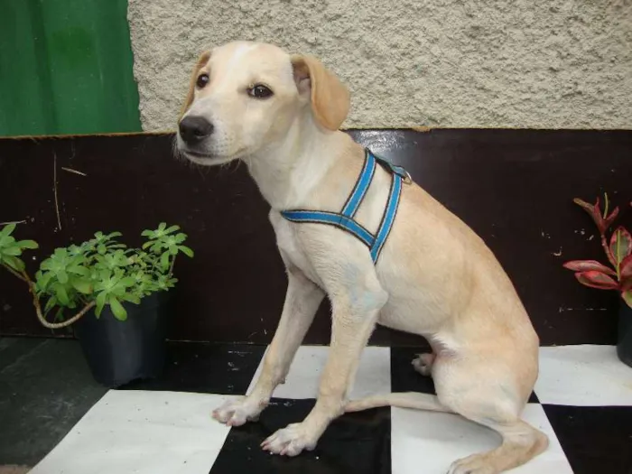 Cachorro raça não tem  idade 2 a 6 meses nome nikito