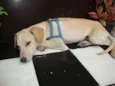 nikito